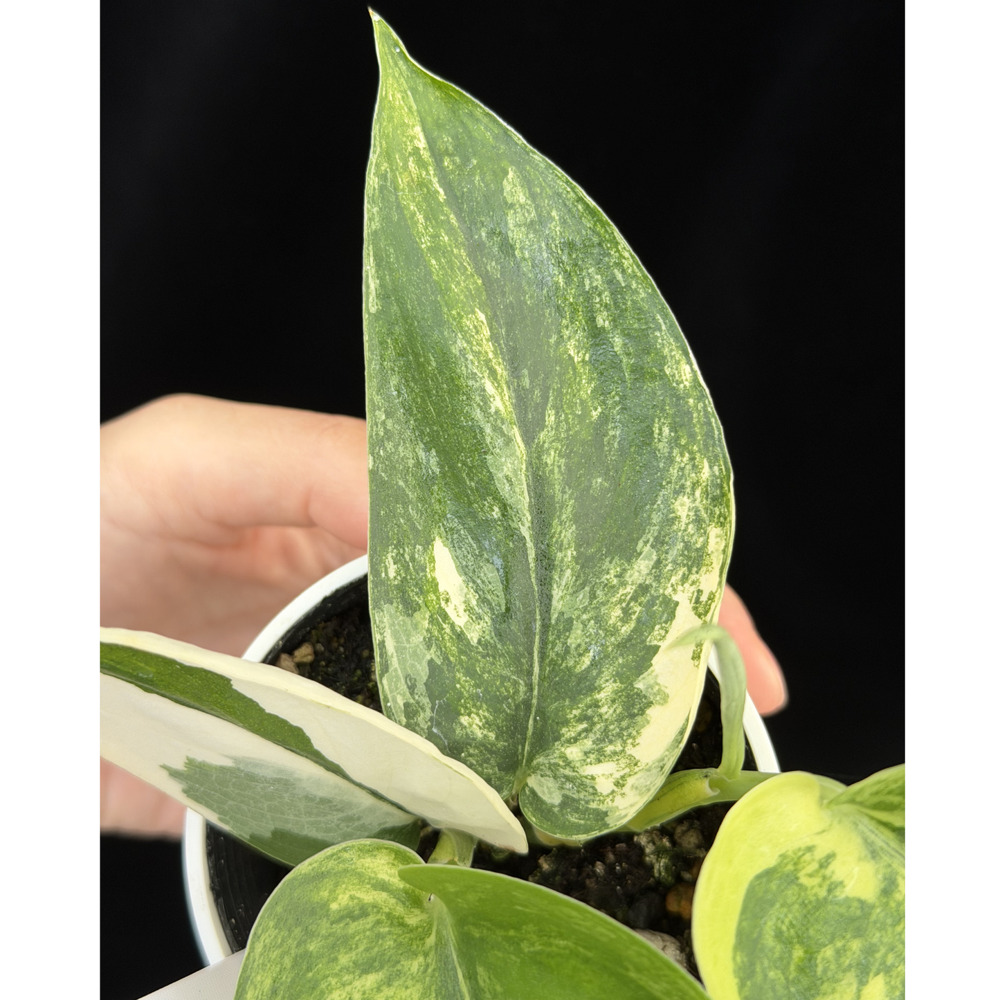 【一点もの】スキンダプサス ジェイドサテン オーレア Scindapsus jadesatin aurea 6