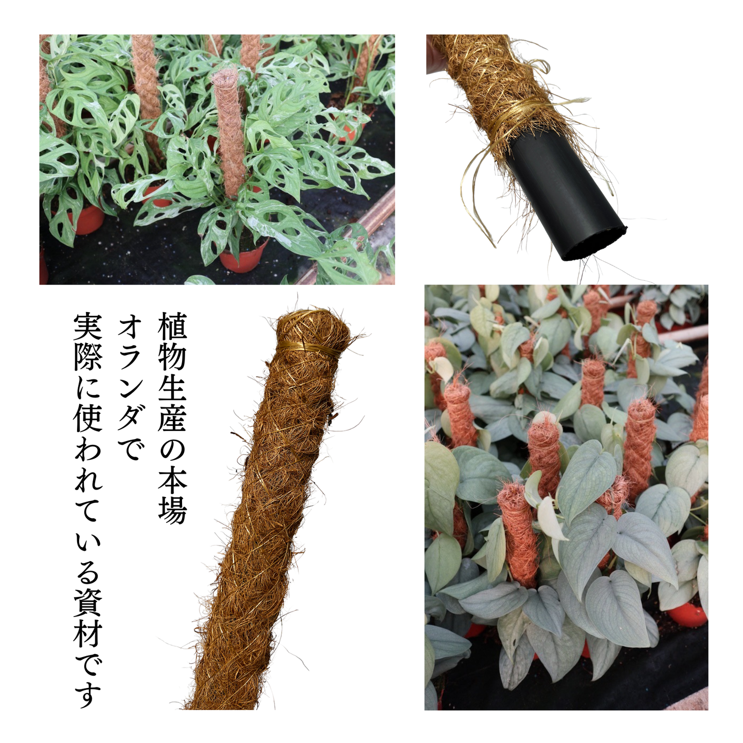 ココポール 2本 支柱 セット