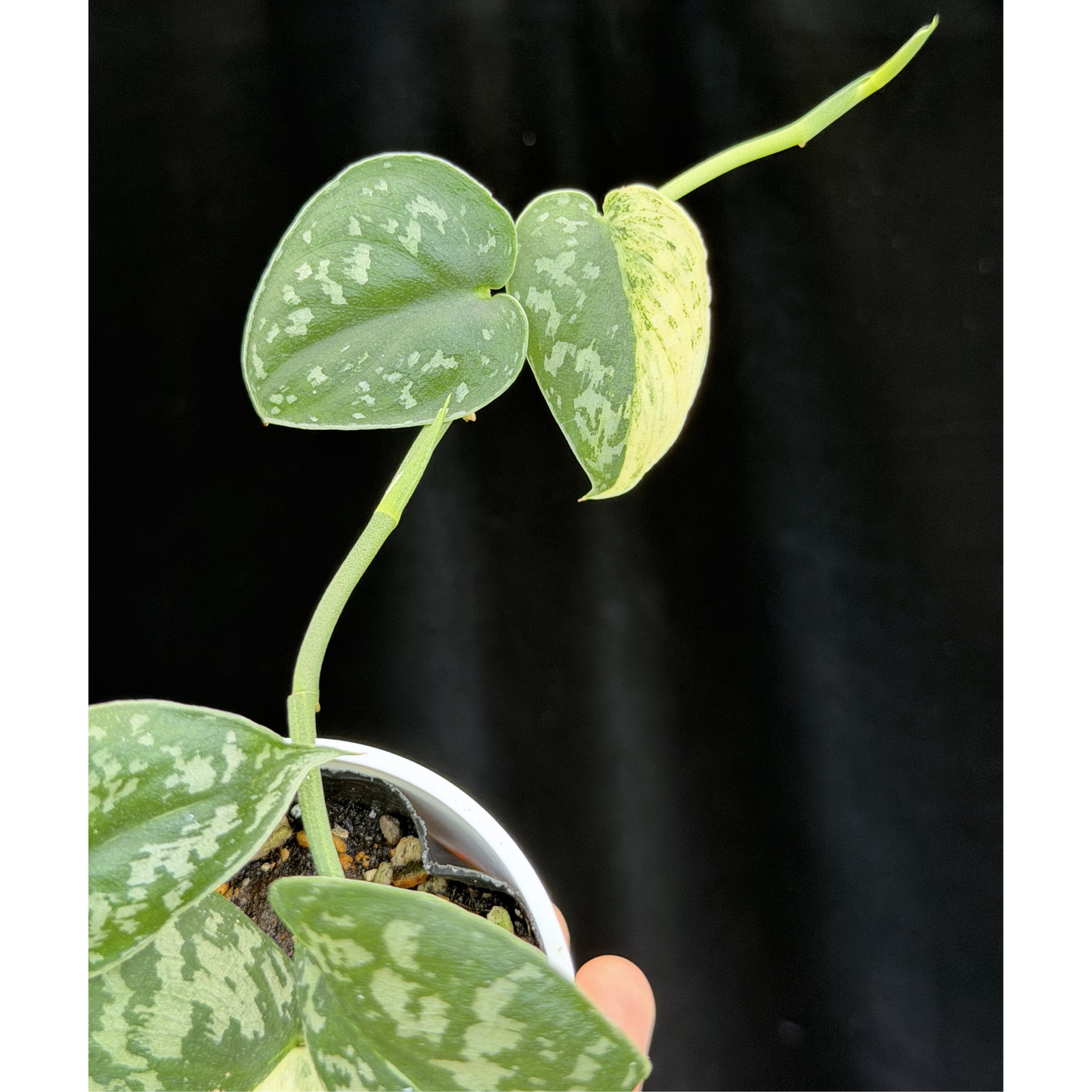 【一点もの】スキンダプサス ピクタス マヤリ Scindapsus Pictus variegata “mayari “
