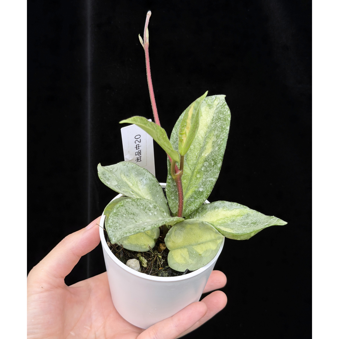 【一点もの】ホヤ・アルゲンティア・プリンセス Hoya carnosa 'Argentea Princess' 希少 レア 20