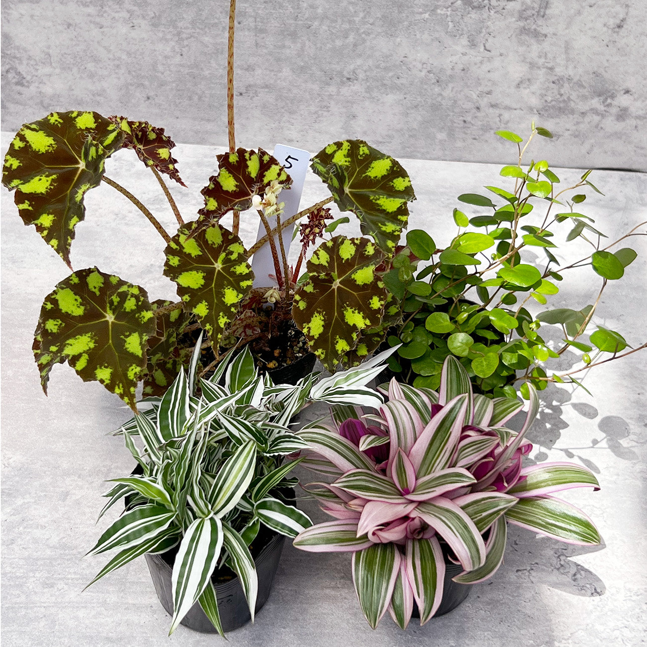 【現品販売】ねこていとさんセレクト4点セット!ベゴニアタイガー ムラサキオモト 錦笹 ワイヤープランツ ドラゴンフルーツカット苗付き 5