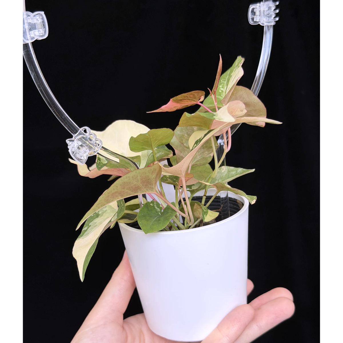 【一点もの】ファロピア マルチフローラ 斑入り クリア支柱Mサイズ仕立て Fallopia multiflora 'Variegata' 20