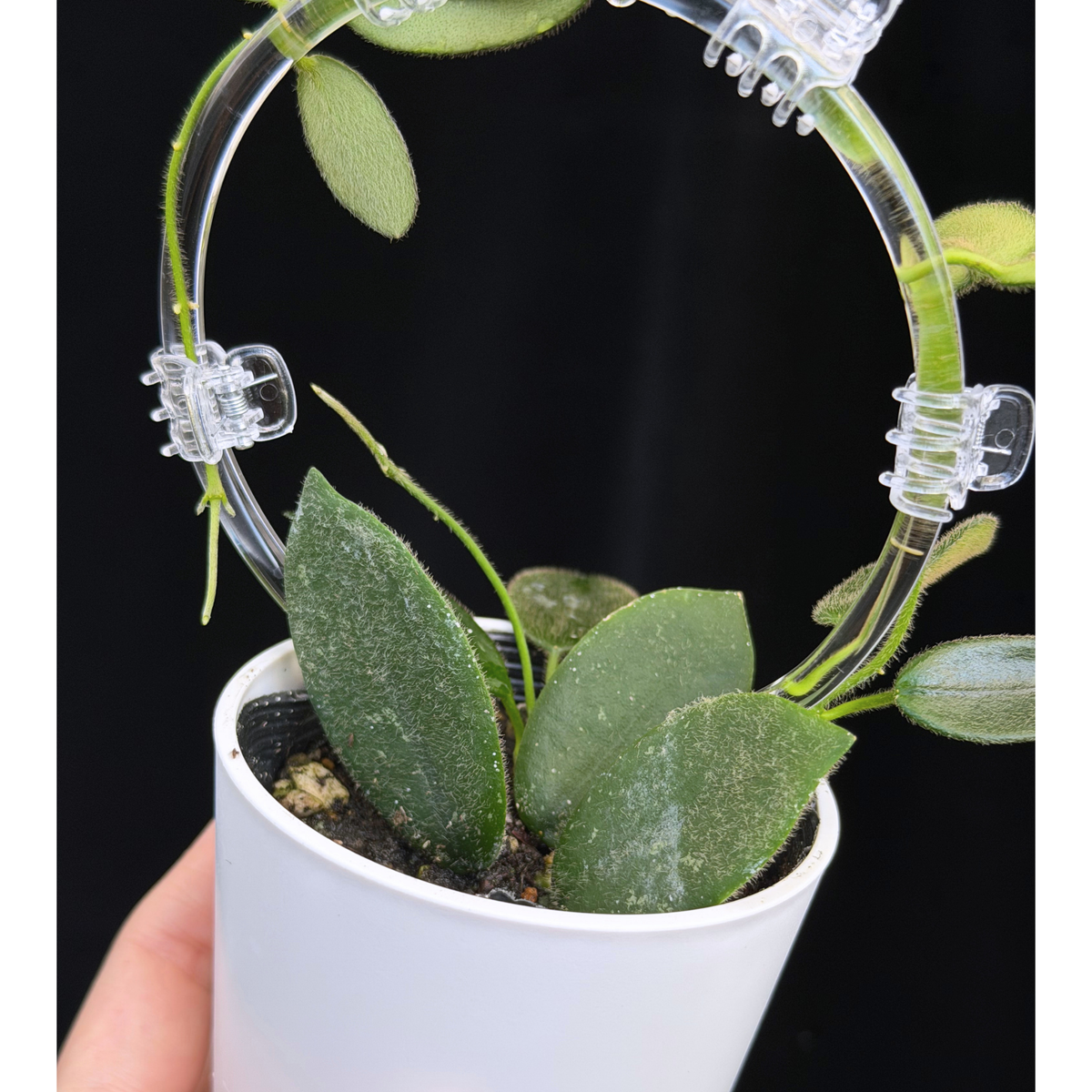 【一点もの】ホヤ トムソニー Hoya thomsonii クリア支柱 Sサイズ仕立て