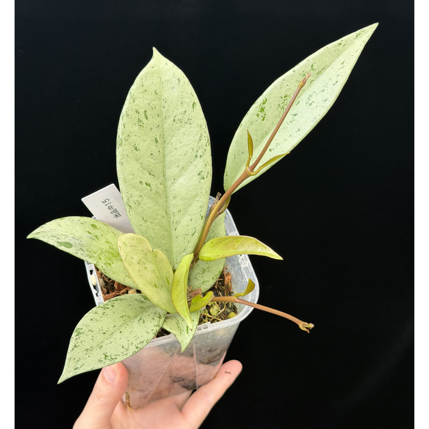 【一点もの】ホヤ プビカリクス シルバーゴースト Hoya Pubicalyx silver ghost 3.5号 スリット鉢 希少 レア ねこチップ