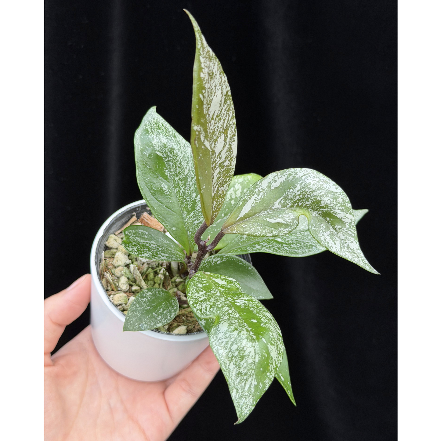 【一点もの】ホヤウィルバーグレーブス Hoya carnosa 'Wilbur Graves'