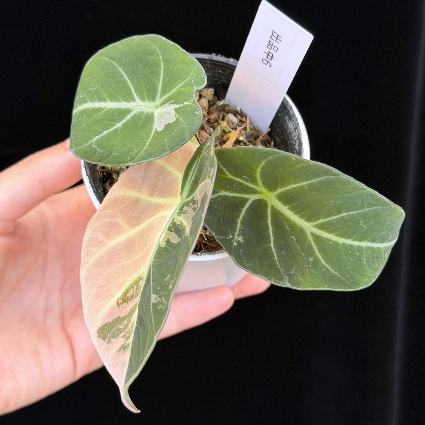 【一点もの】アロカシア ブラックベルベット ピンク斑入り Alocasia Black Velvet Pink Variegated レア 希少 6