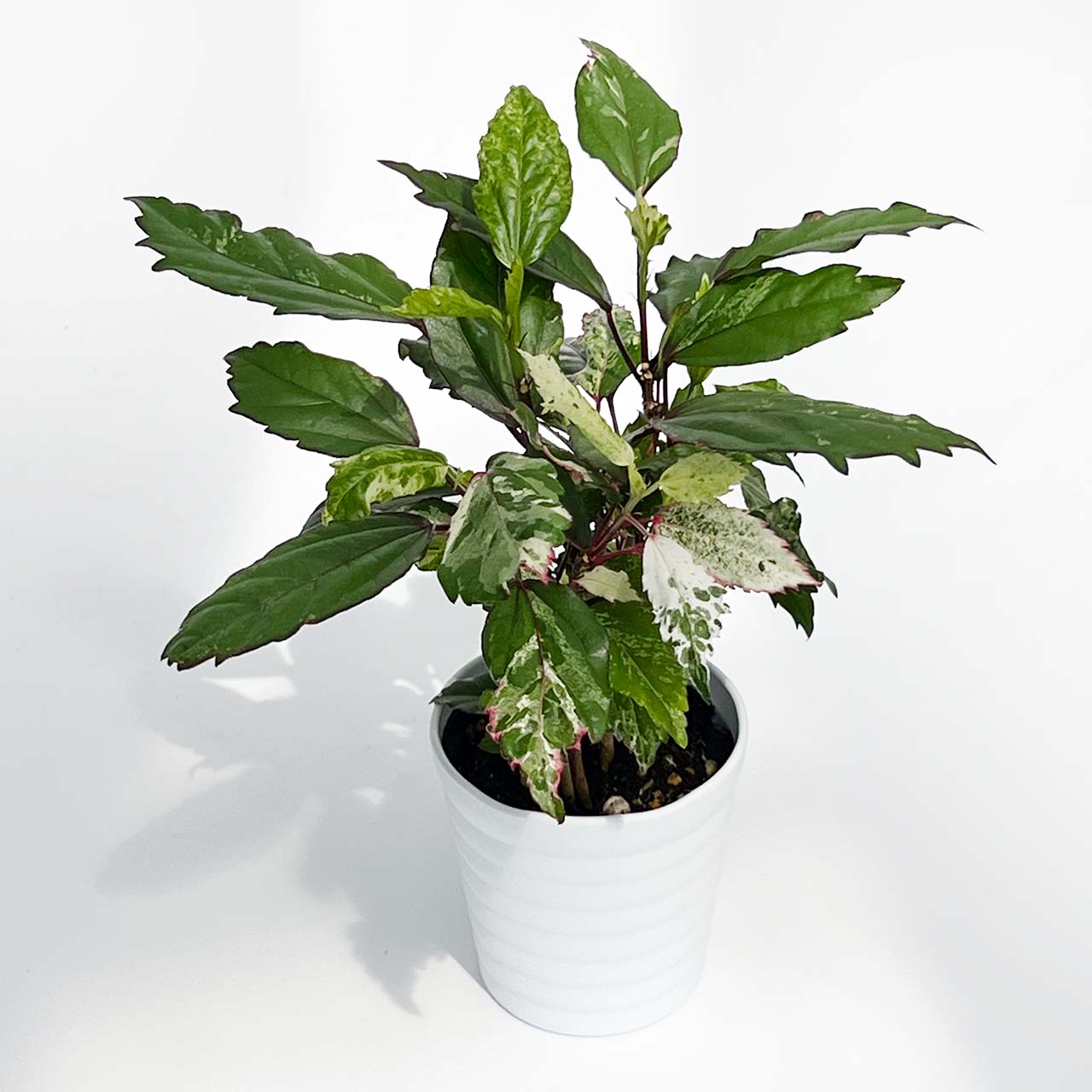 ハイビスカス カラーリーフ