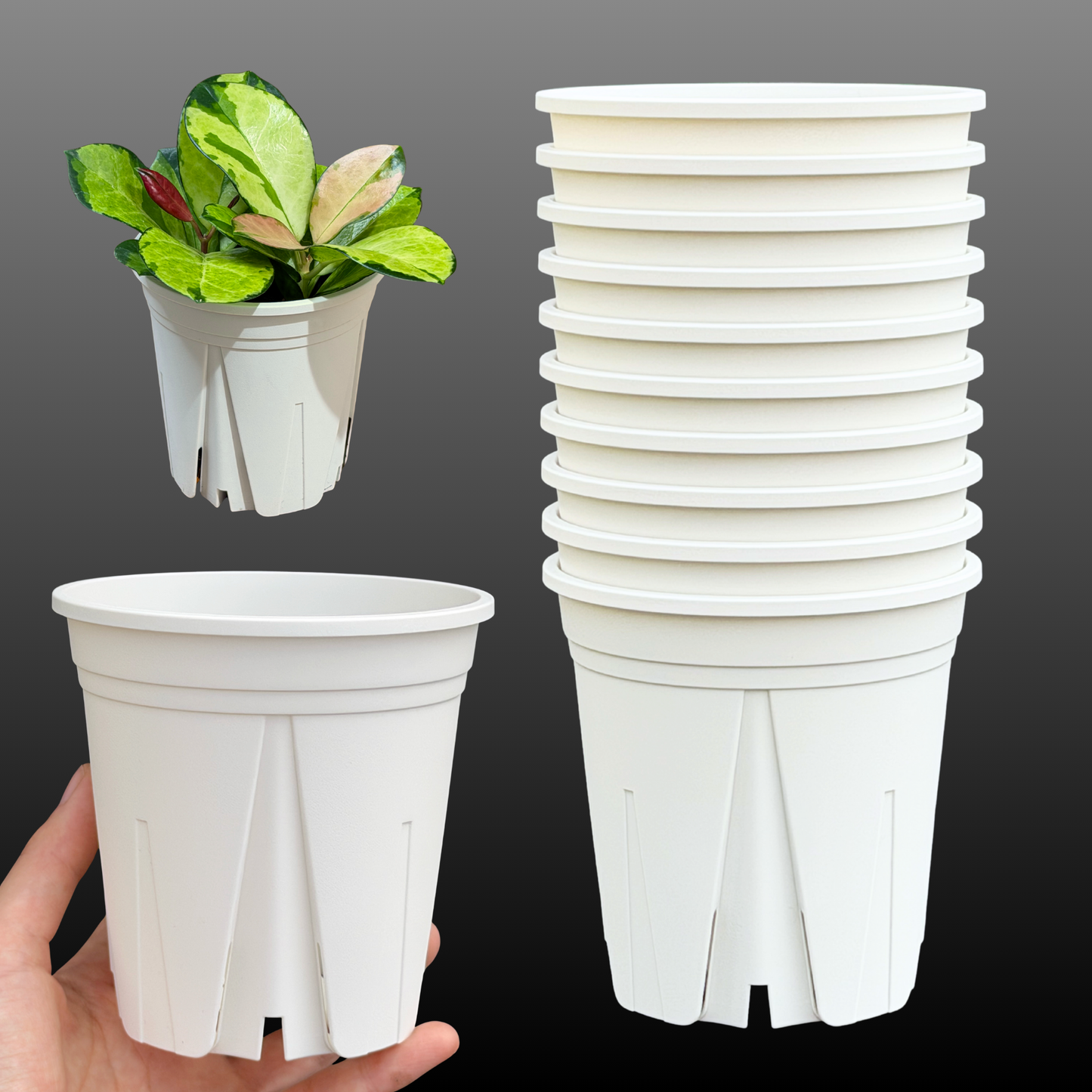 スリット鉢 3.5号 10個 すくすくいい根ポット ブラック ホワイト 日本製 三晃物産 プロ仕様 直径10.5cm 高さ10.5cm 観葉植物 プラスチック 蘭 塊根植物 果樹苗 野菜苗 ハーブ インナーポット