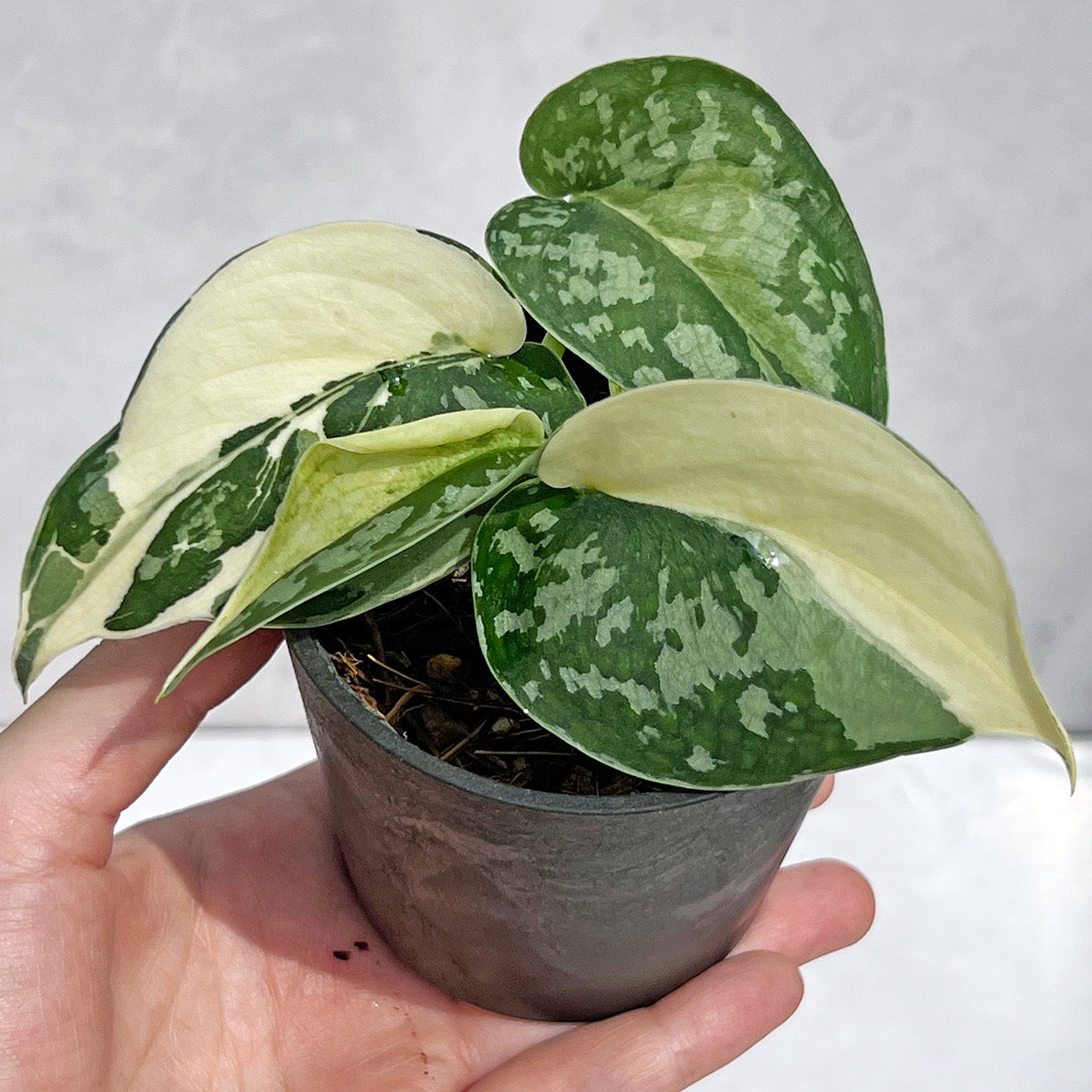 【現品販売】スキンダプサス ピクタス マヤリ Scindapsus Pictus variegata “Mayari “ 2号 ねこチップ