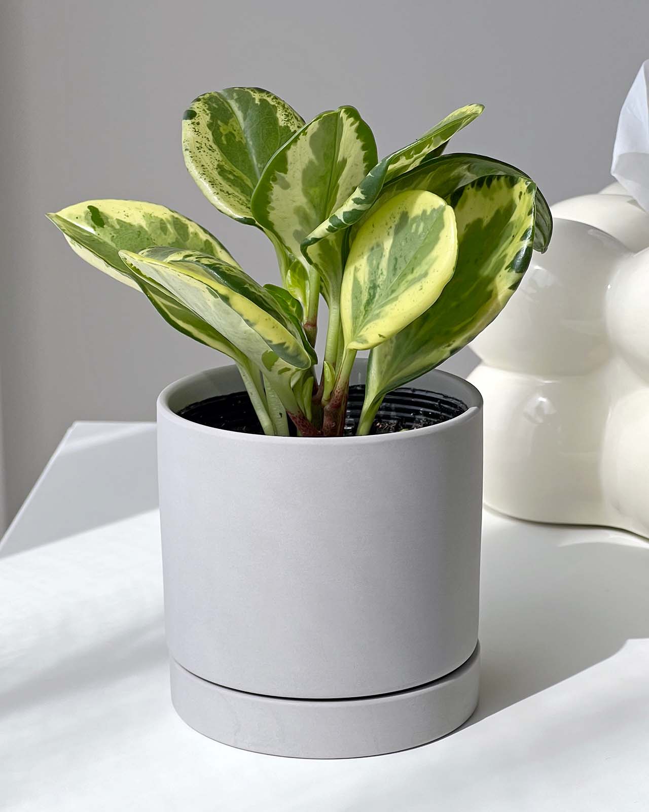 ペペロミア オブツシフォリア レモンスカッシュ 斑入り