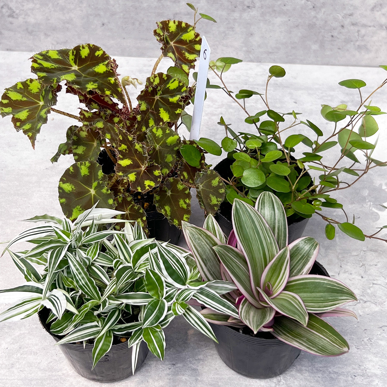 【現品販売】ねこていとさんセレクト4点セット!ベゴニアタイガー ムラサキオモト 錦笹 ワイヤープランツ ドラゴンフルーツカット苗付き 6