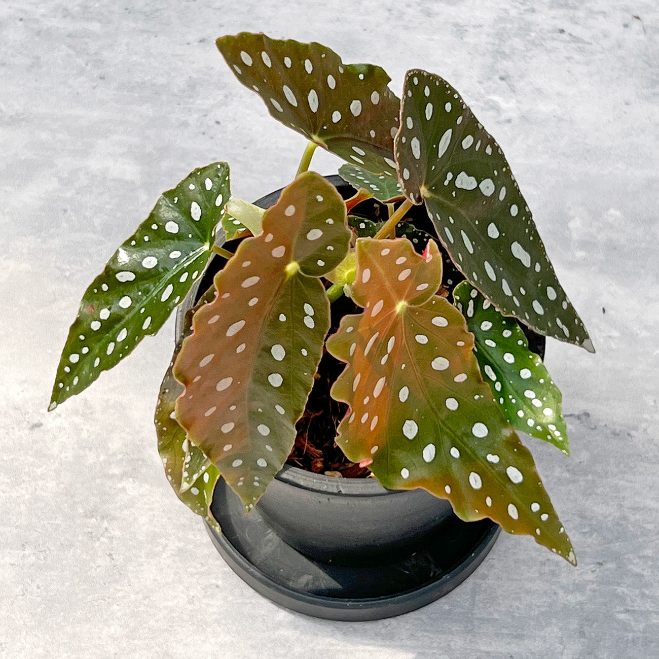 【現品販売】ベゴニア マクラータ BLACK PLASTIC POT 4号 黒 プラ鉢 受け皿付き ねこチップ