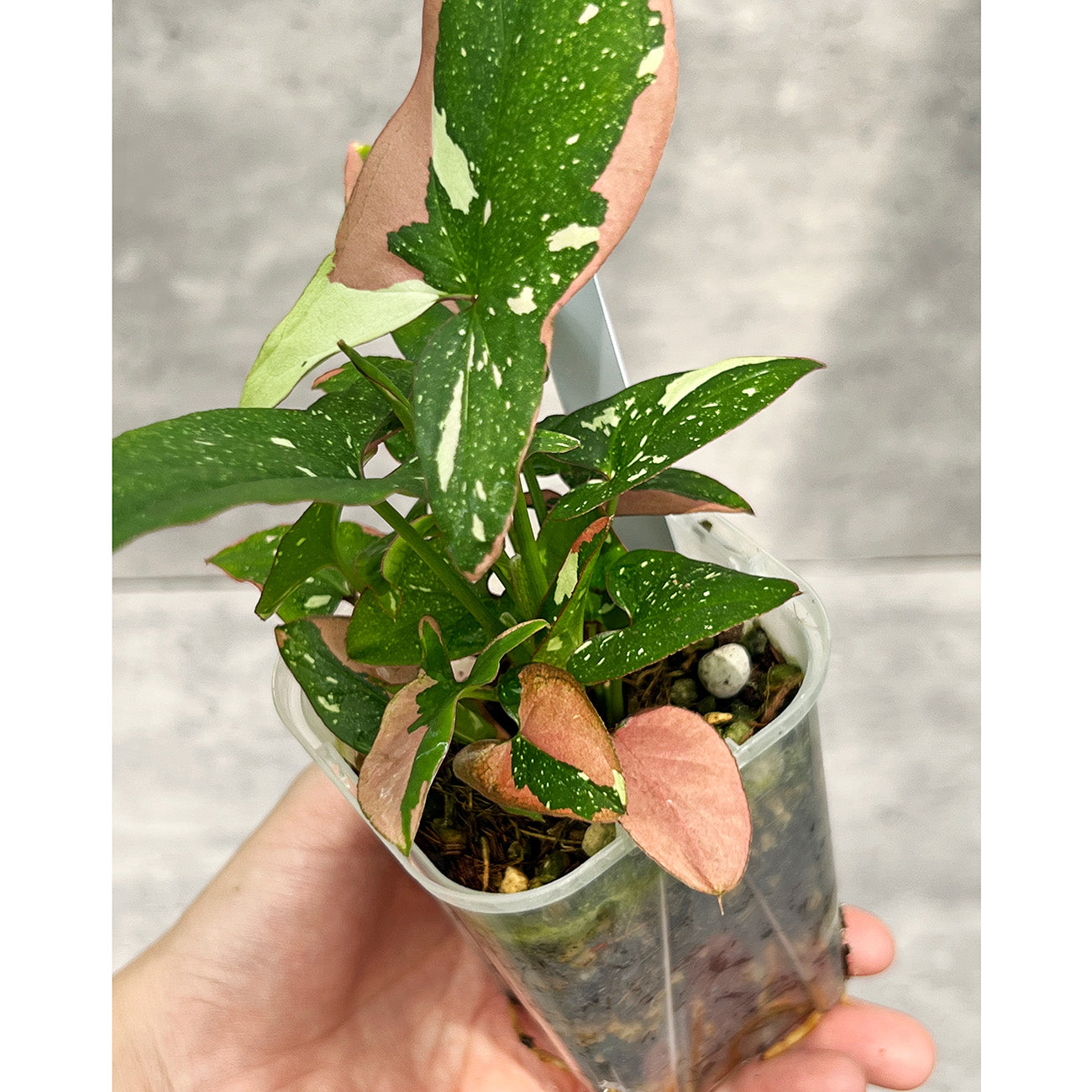【現品販売】シンゴニウム レッドスポットトリカラー 透明鉢 ネガミエル ねこチップ 3号 プラ鉢 希少 7