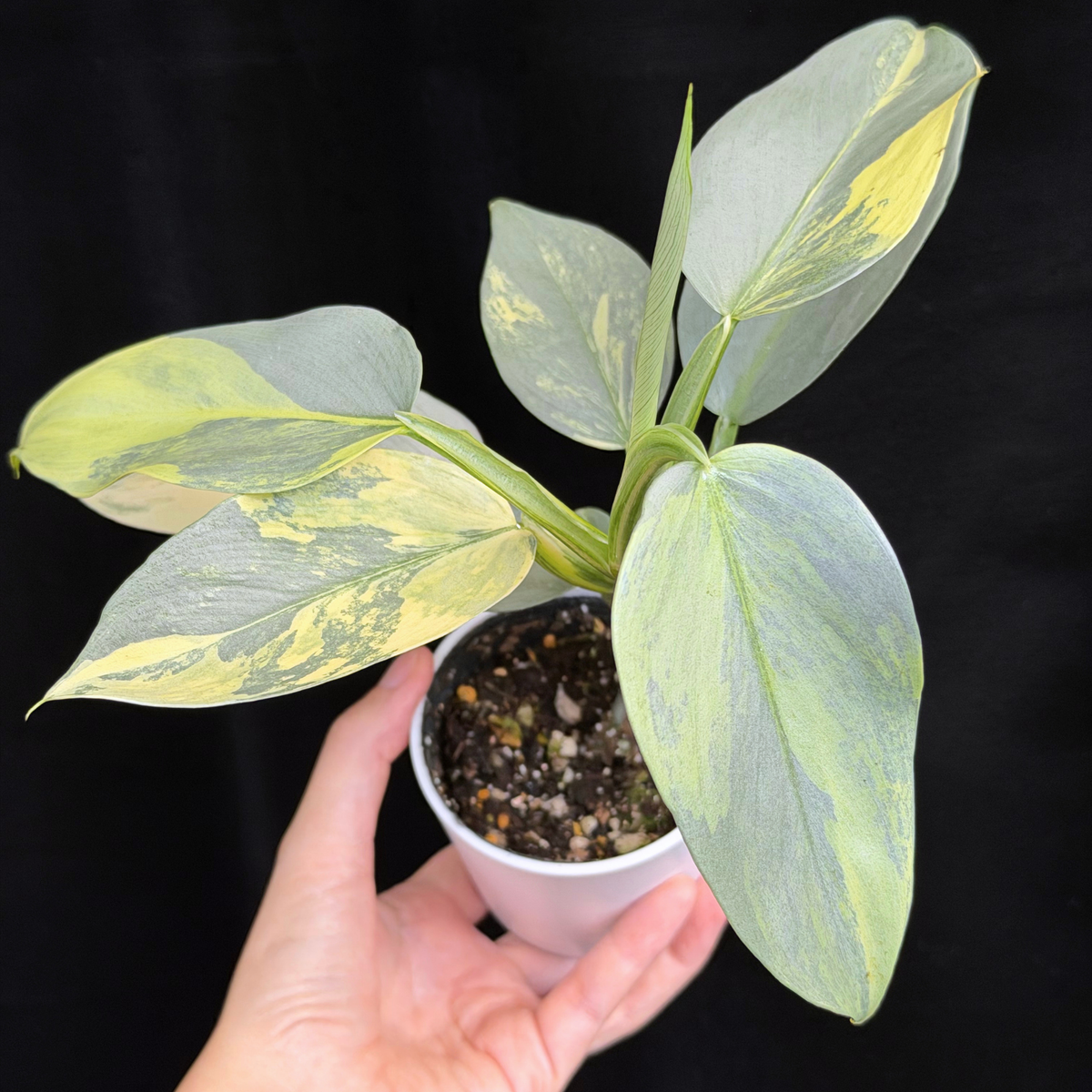 【一点もの】Philodendron Silver Sword Variegata フィロデンドロン シルバーソード シルバーメタル ハスタータム 斑入り レア 希少