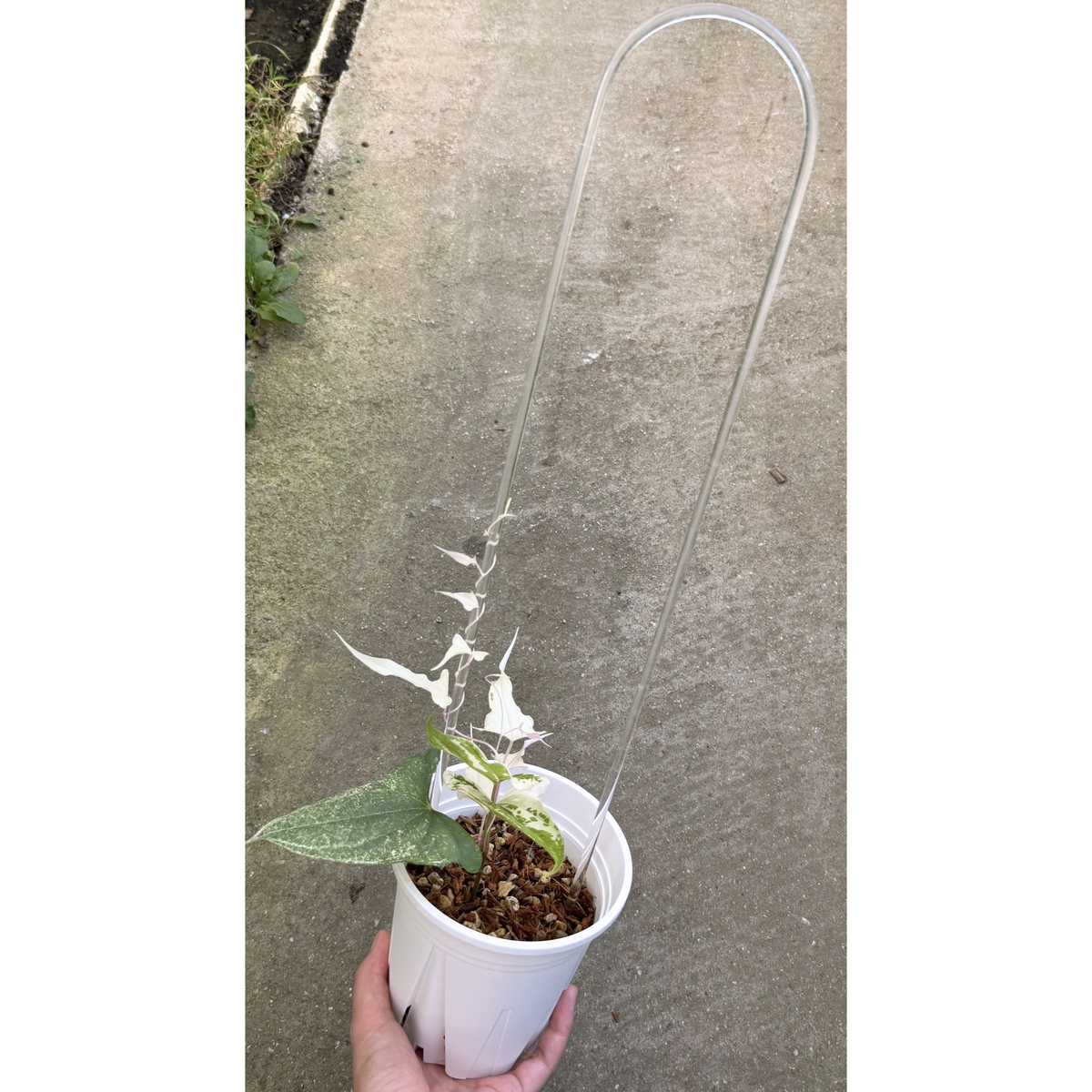 【一点もの】Dioscorea garrettii ‘Piskie’ ねこチップSS植え 激レア