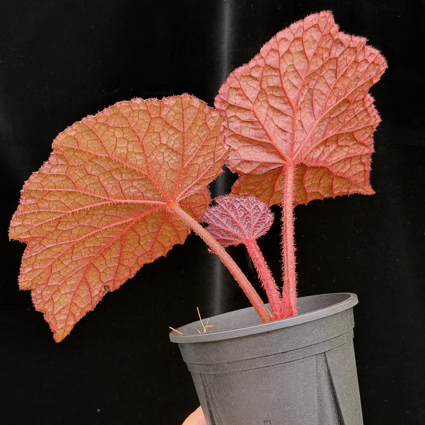 【一点もの】ベゴニア クイーンエリザベス 3.5号 スリット鉢 Begonia ‘Queen Elizabeth’