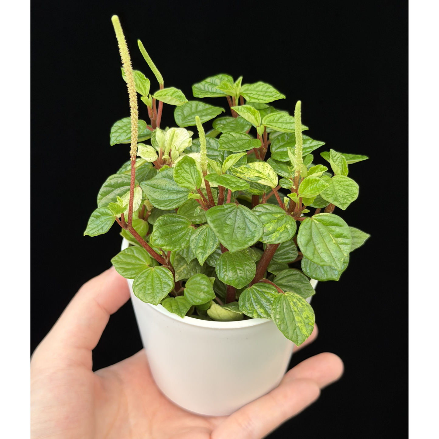 【一点もの】ペペロミア グリーンバレー 斑入り