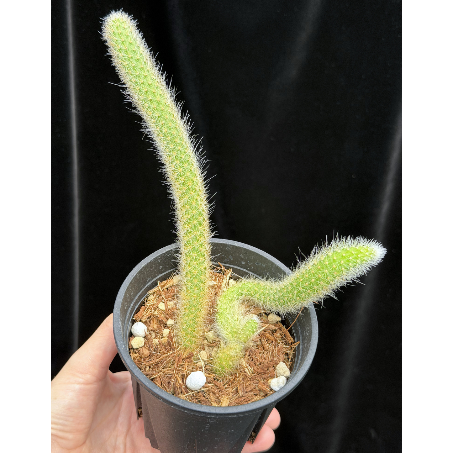 【一点もの】ヒルデウィンテラ Hildewintera colademononis 3.5号 ねこのしっぽ