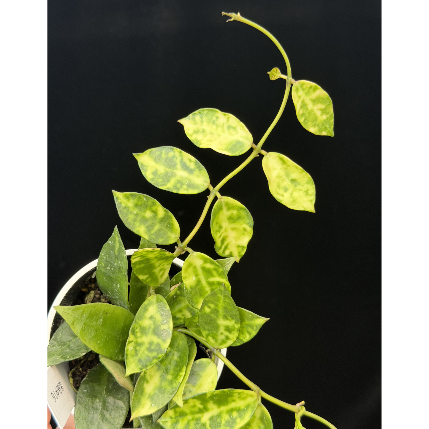 【一点もの】ホヤ ラクノーサ アマリーロ Hoya lacunosa 'Amarillo' 希少 レア 16