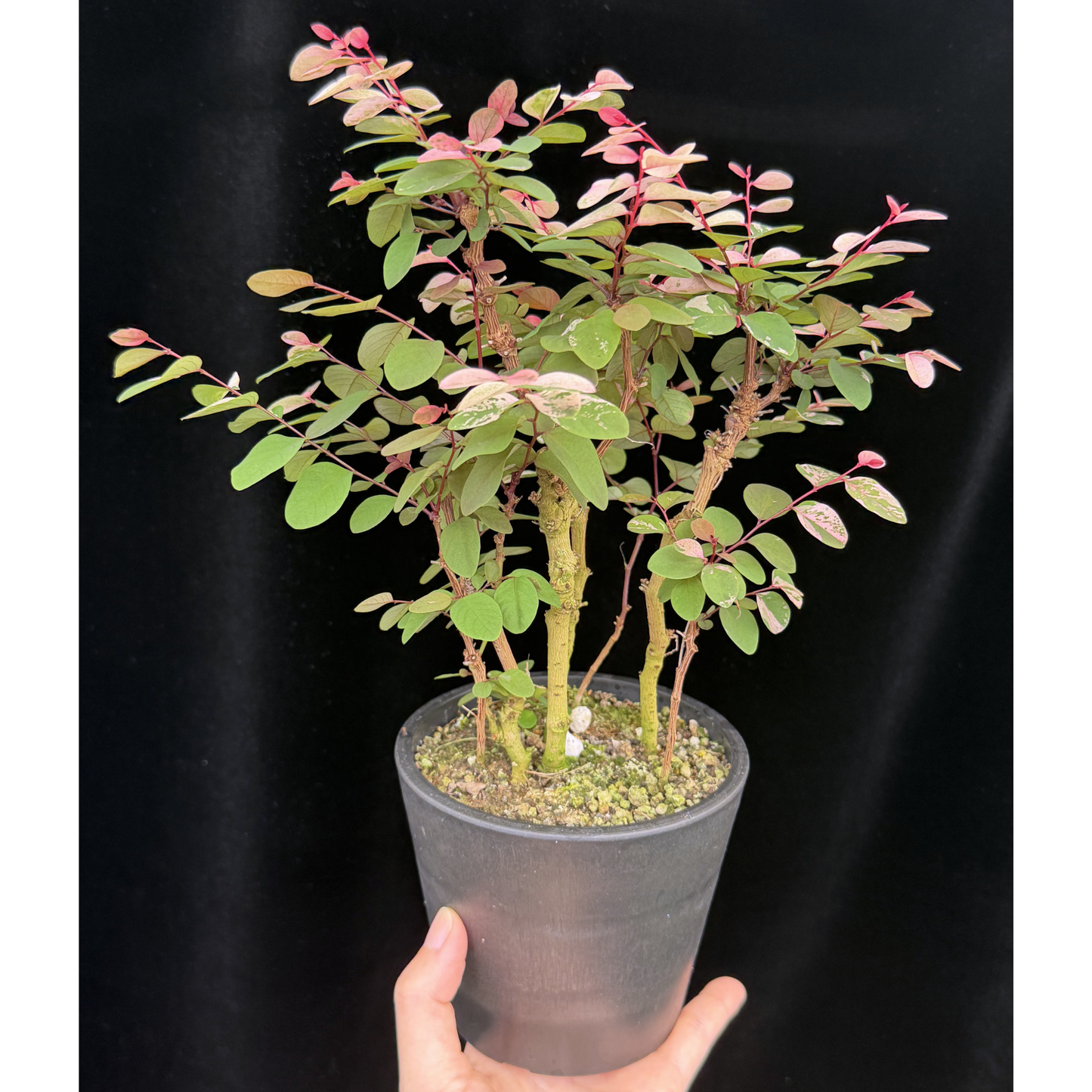 【一点もの】ヨウシュコバンノキ ピンク 4号 BLACK PLASTIC POT 受け皿付き