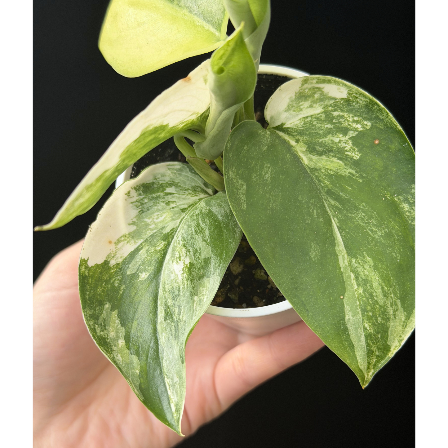 【一点もの】スキンダプサス ジェイドサテン オーレア Scindapsus jadesatin aurea