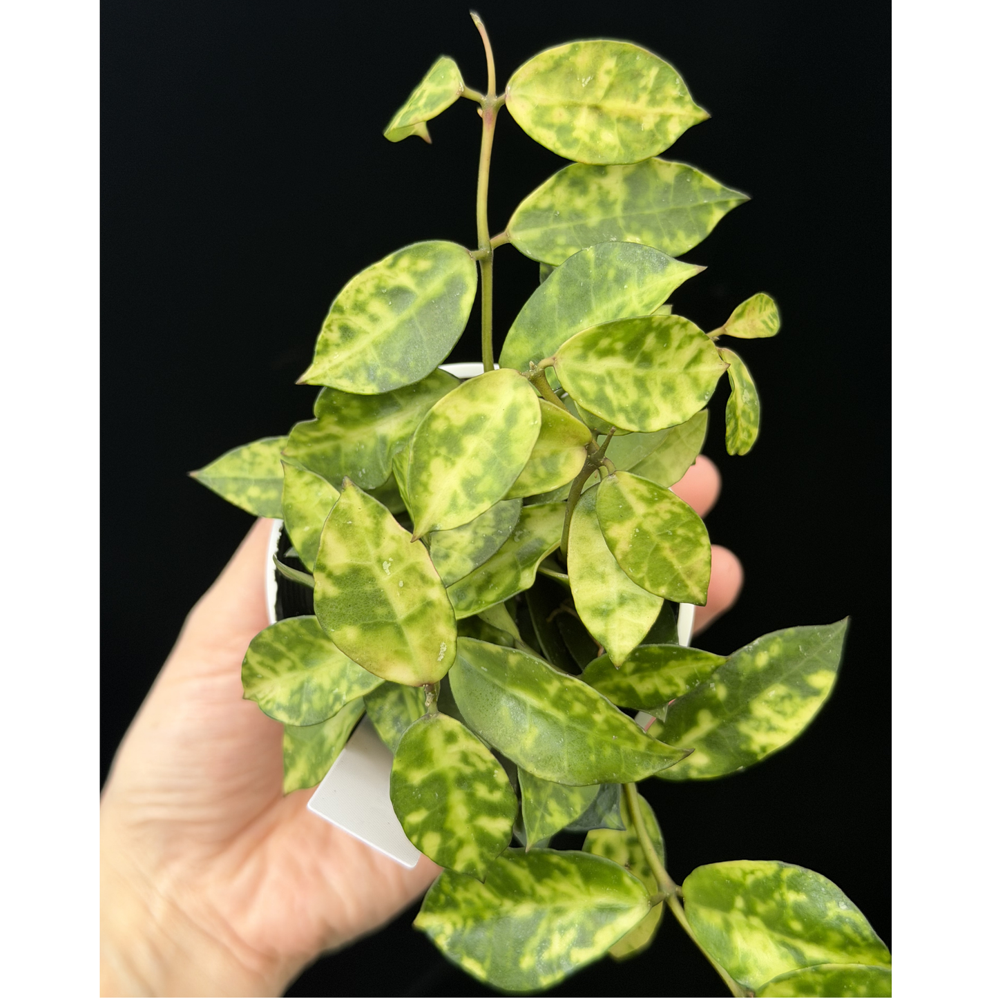 【一点もの】ホヤ ラクノーサ アマリーロ Hoya lacunosa 'Amarillo' 希少 レア 19