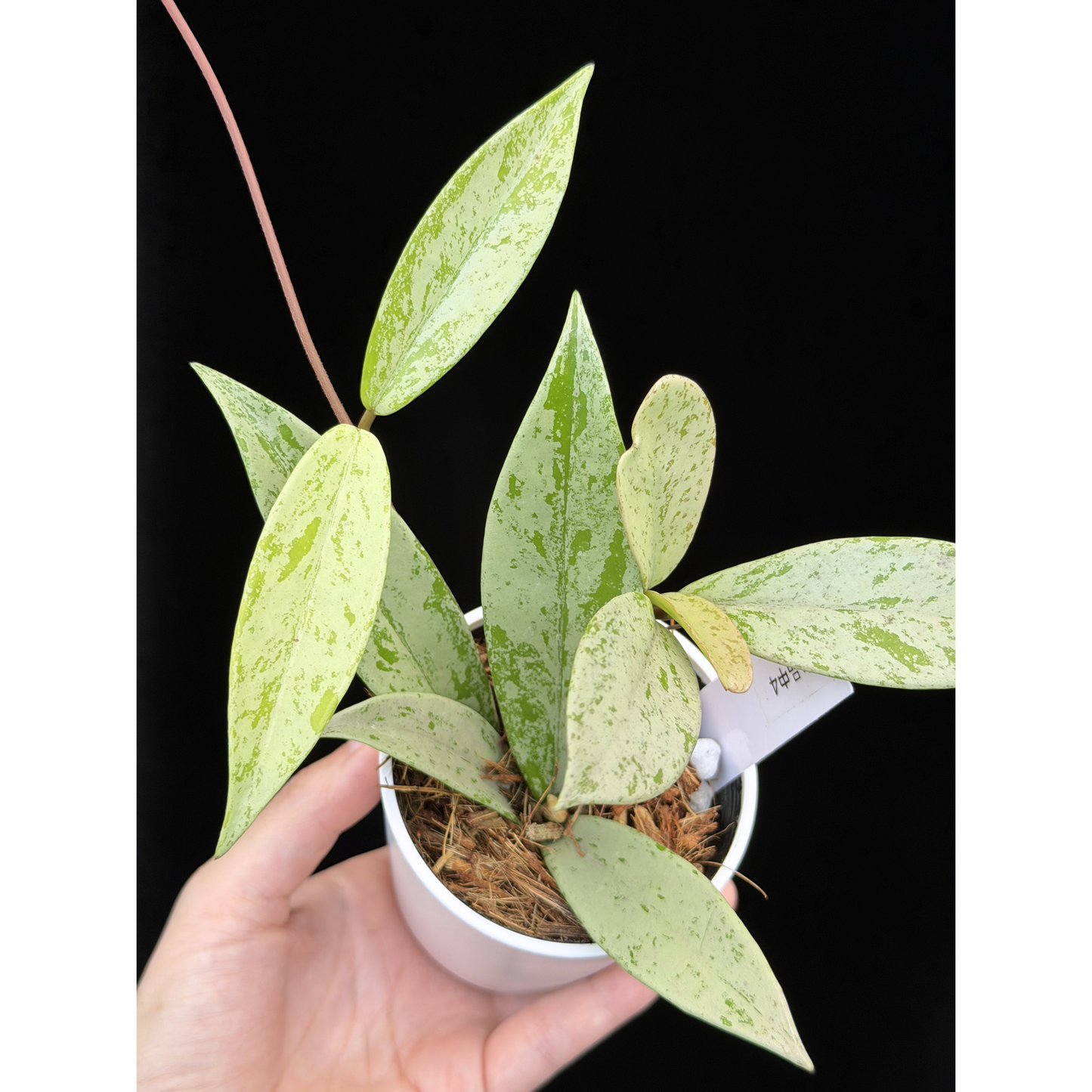 【一点もの】ホヤ プビカリクス シルバーゴースト Hoya Pubicalyx silver ghost 希少 レア ねこチップ 4