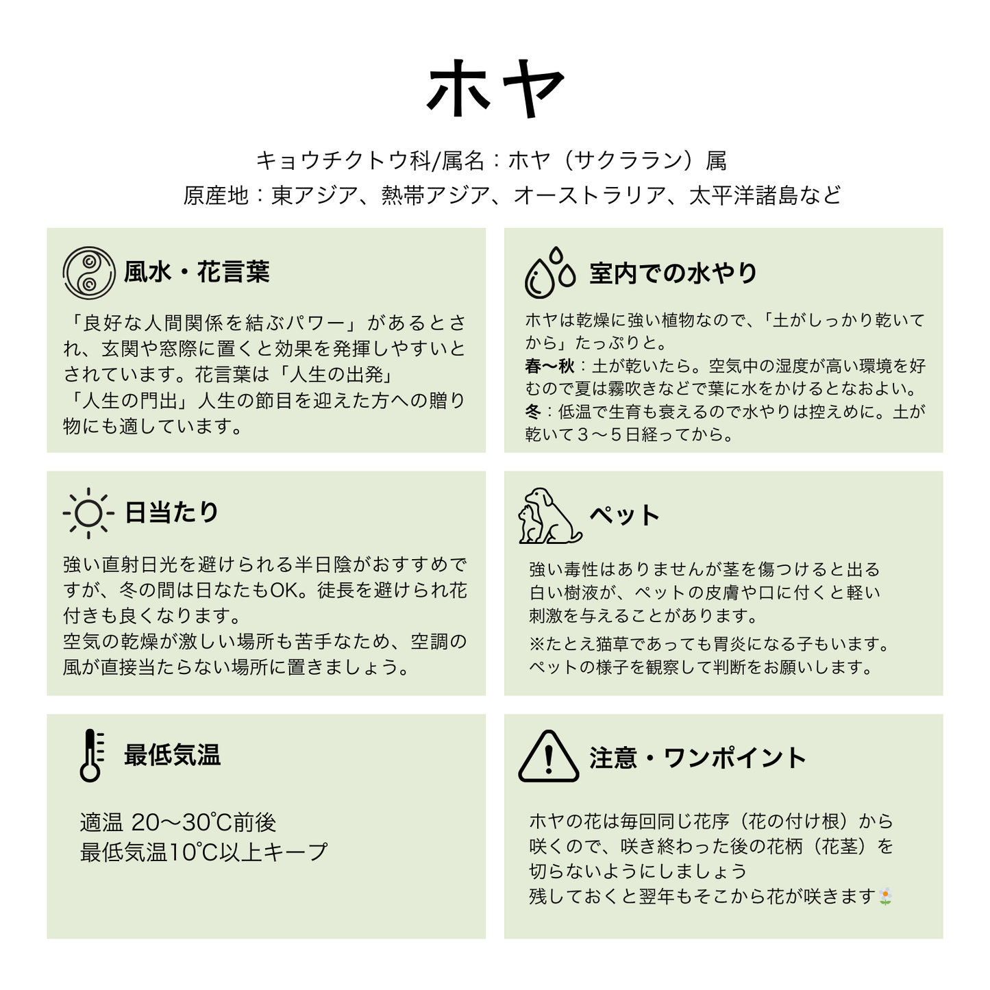 ホヤ オーストラリス リサ 斑入り