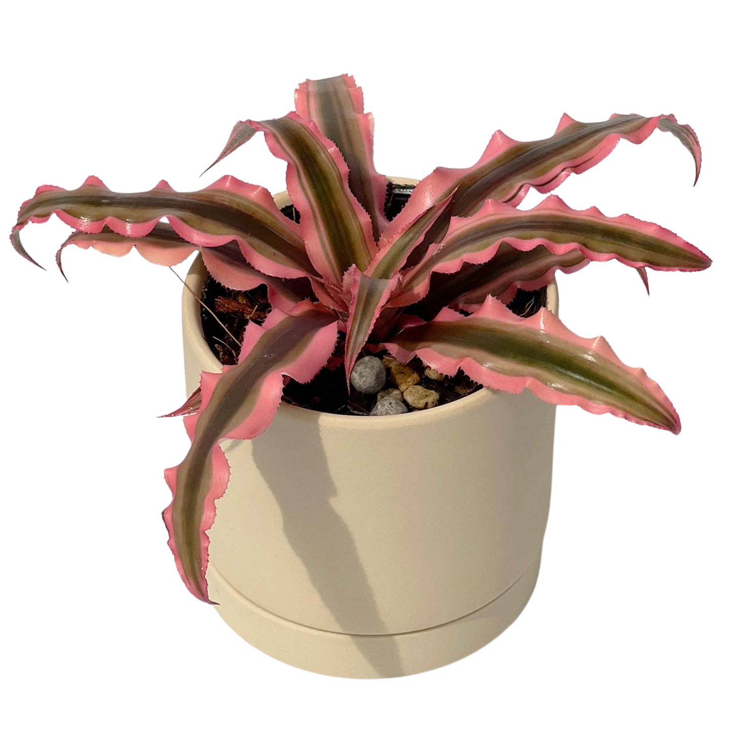 クリプタンサス ピンクスター ねこチップ