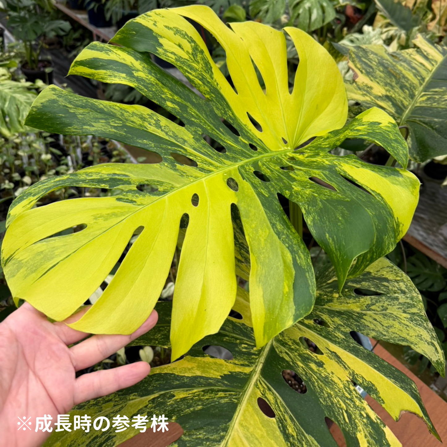 モンステラ デリシオーサ イエローマリリン 組織培養(Tissue Culture)株 ビトロ苗 瓶入り 無菌苗 TC株