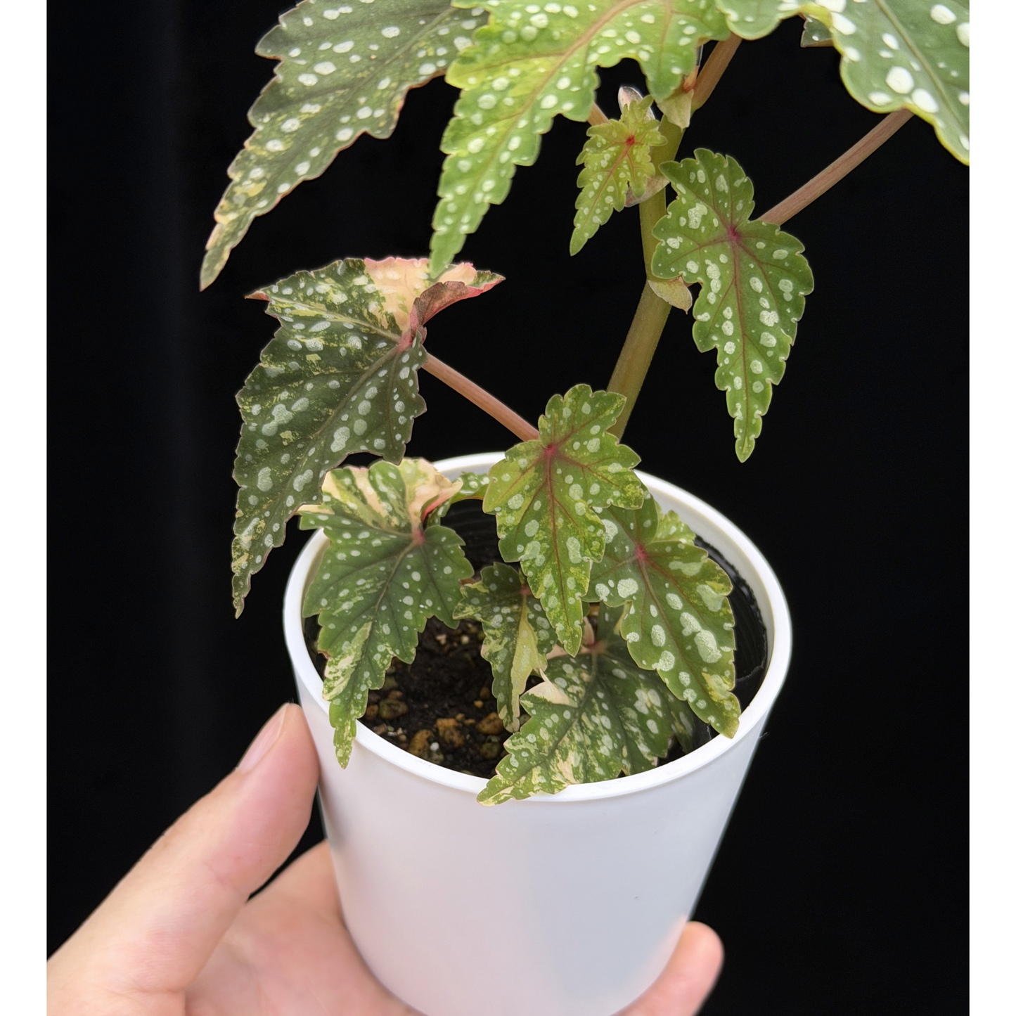 【一点もの】ベゴニア 出雲の煌星 斑入り Izumo no Kiraboshi variegated 希少 激レア