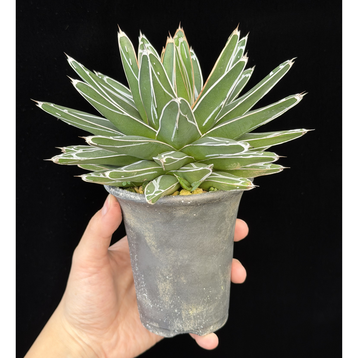 【一点もの】アガベ ビクトリアレジーナ "笹の雪" 3号 ロング SMOKED PLANTER T95 いぶし瓦と同じ製法を用いたテラコッタ鉢