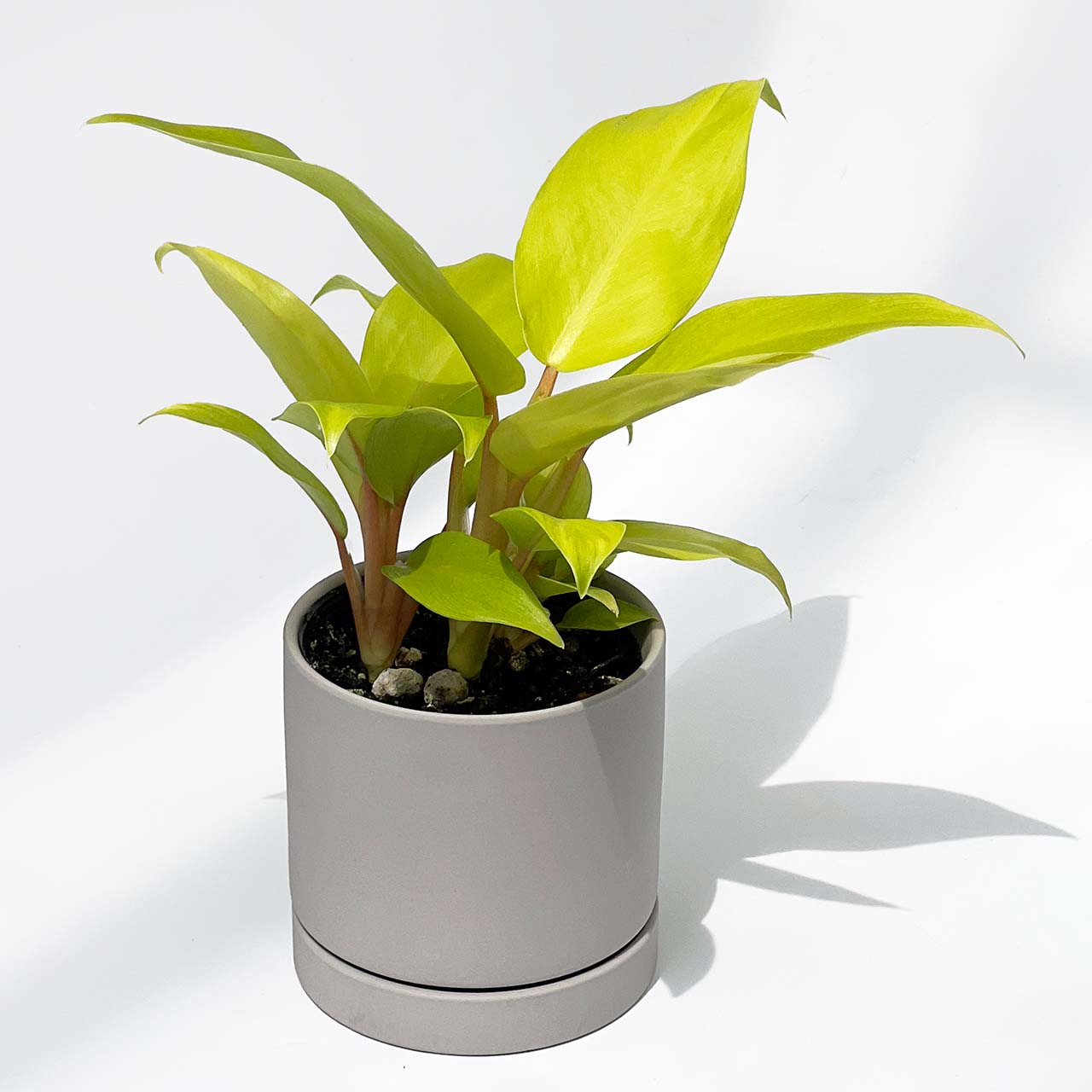 フィロデンドロン マレービューティー