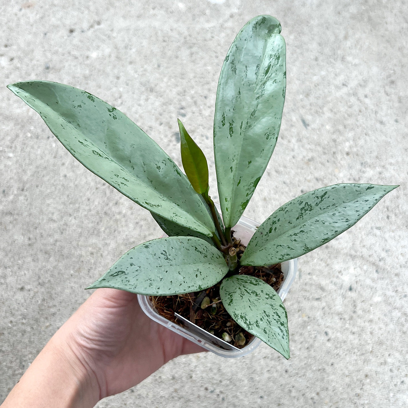 【現品販売】ホヤ プビカリクス シルバーゴースト Hoya Pubicalyx silver ghost 希少 レア ねこチップ 1
