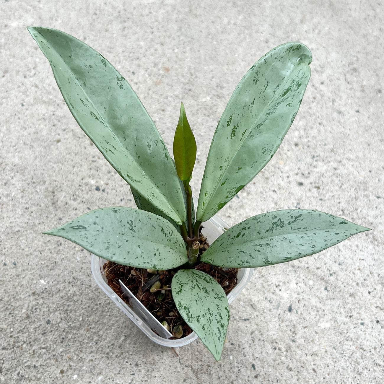 【現品販売】ホヤ プビカリクス シルバーゴースト Hoya Pubicalyx silver ghost 希少 レア ねこチップ 1