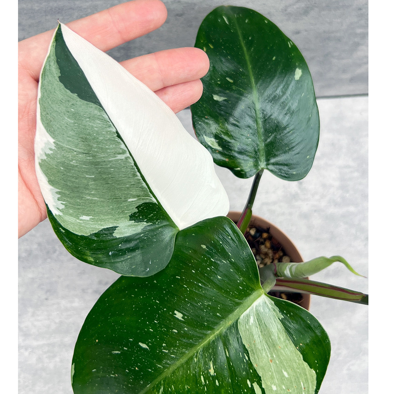 【現品販売】フィロデンドロン ホワイトプリンセス 3.5号 エコプラスチック鉢 ねこチップ