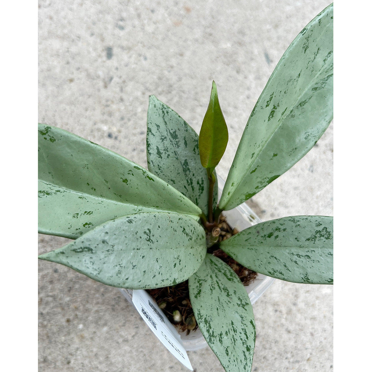 【現品販売】ホヤ プビカリクス シルバーゴースト Hoya Pubicalyx silver ghost 希少 レア ねこチップ 1