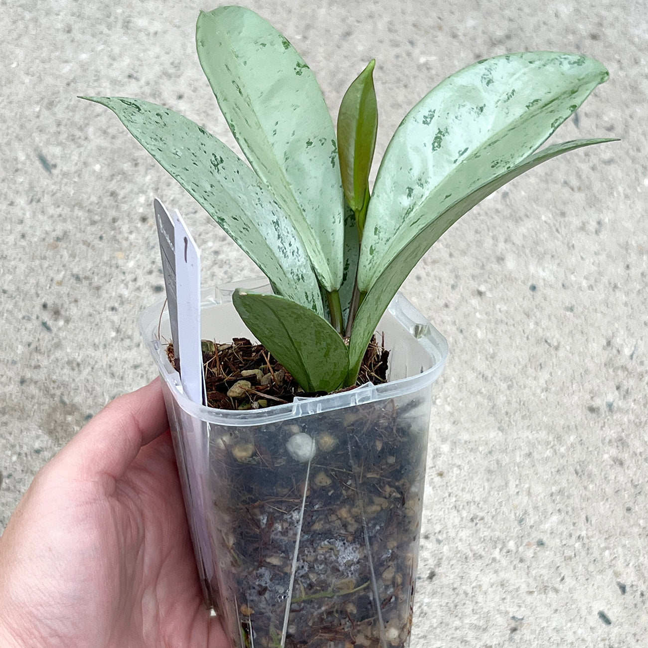 【現品販売】ホヤ プビカリクス シルバーゴースト Hoya Pubicalyx silver ghost 希少 レア ねこチップ 1