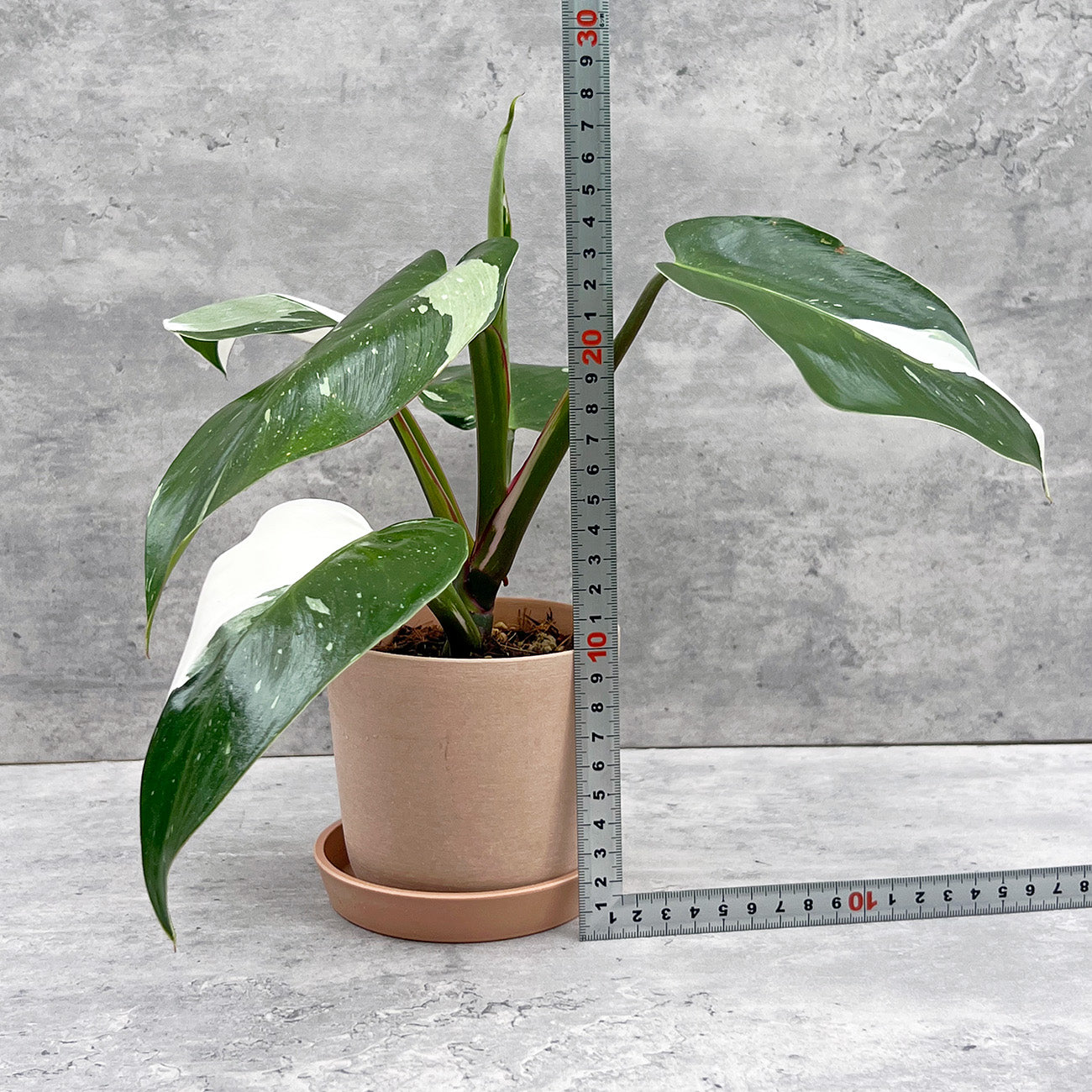 【現品販売】フィロデンドロン ホワイトプリンセス 3.5号 エコプラスチック鉢 ねこチップ