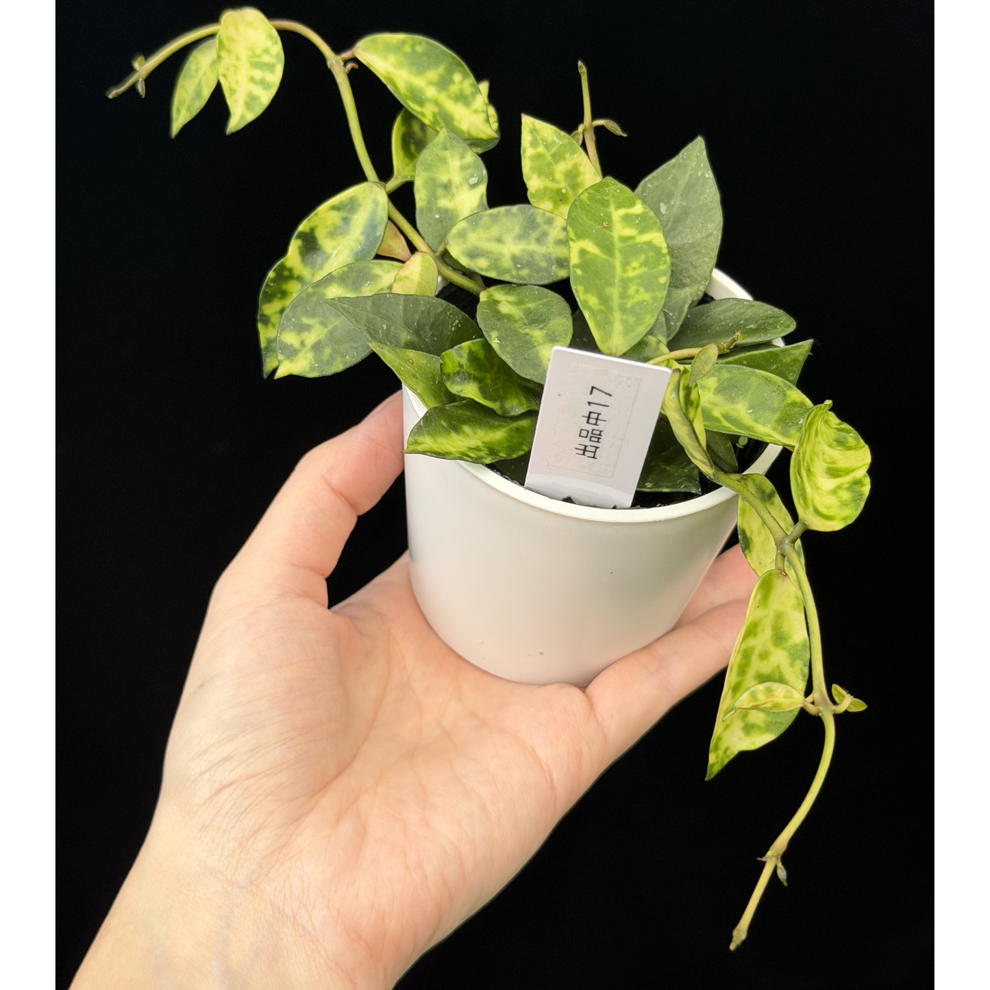 【一点もの】ホヤ ラクノーサ アマリーロ Hoya lacunosa 'Amarillo' 希少 レア 17