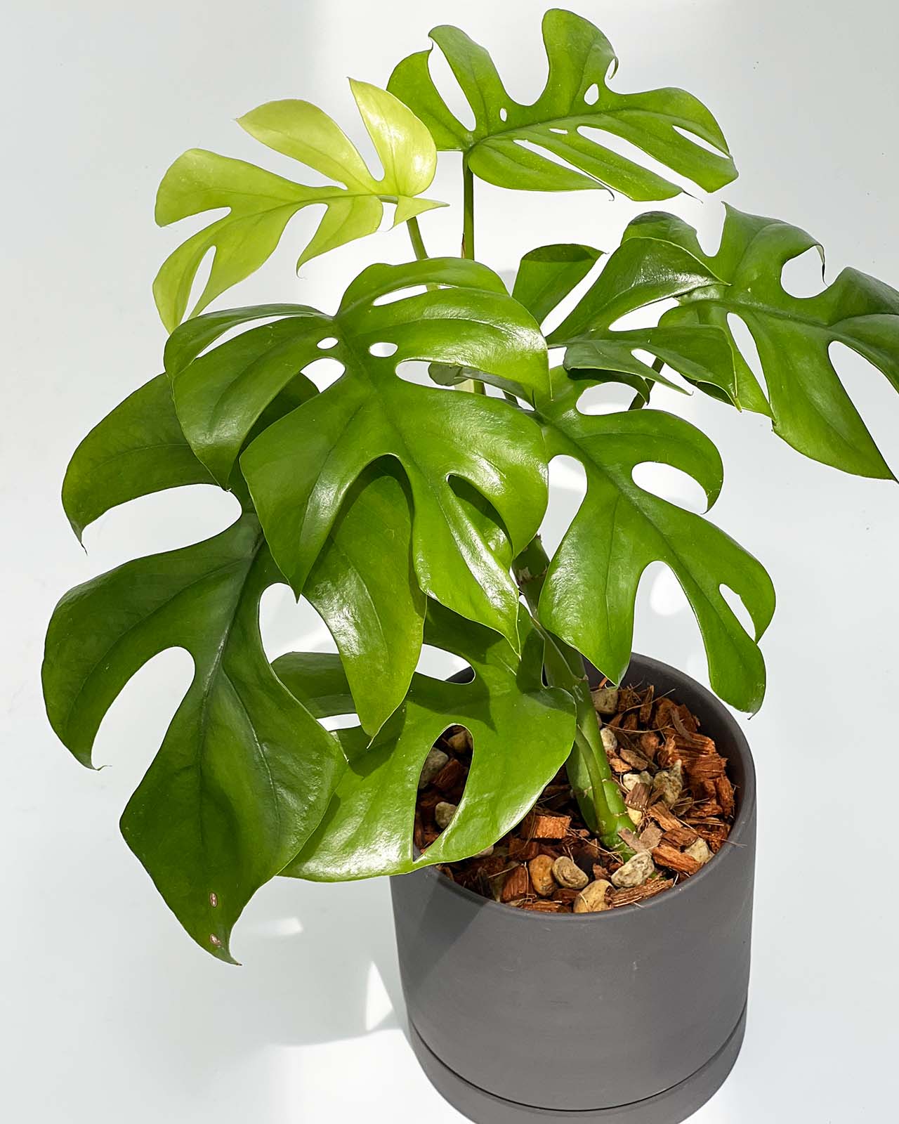 【現品販売】ヒメモンステラ 4号 陶器鉢 受け皿付き ブラック