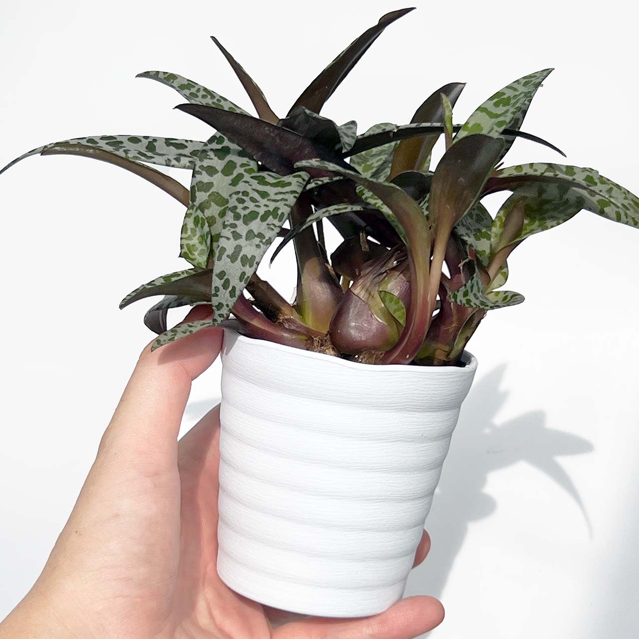 シラー ビオラセア 豹紋 レデボウリア ソシアリス