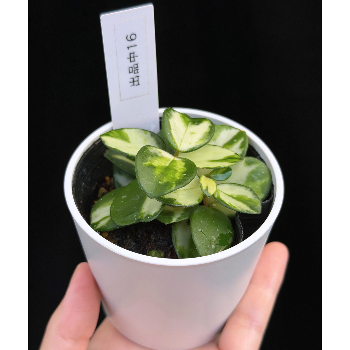 【一点もの】ホヤ マチルダ 内斑入り Hoya mathilde inner variegated 希少 レア 16