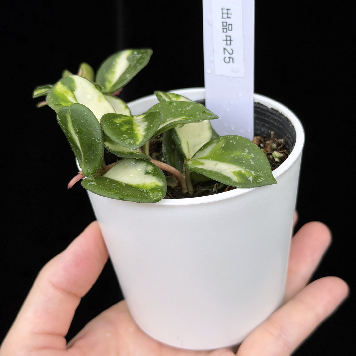 【一点もの】ホヤ マチルダ 内斑入り Hoya mathilde inner variegated 希少 レア 25