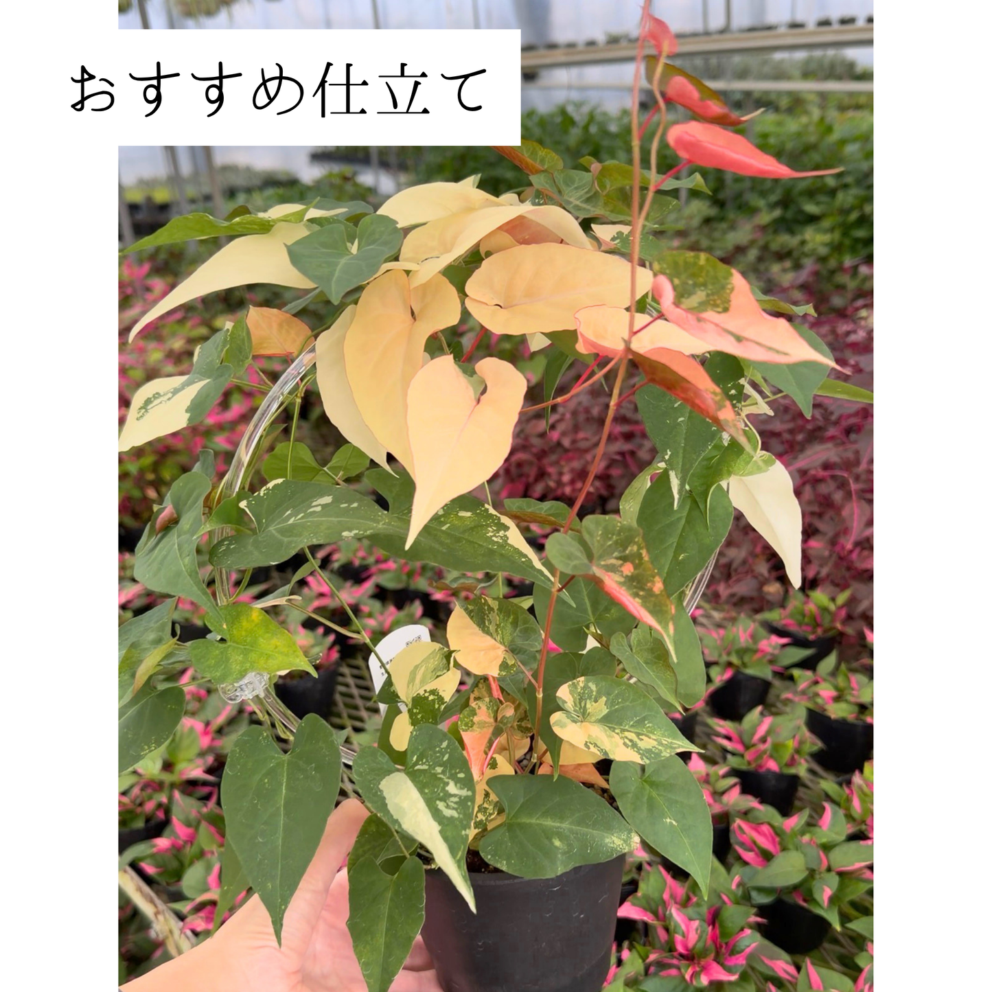 【一点もの販売】ファロピア マルチフローラ 斑入り Fallopia multiflora 'Variegata' 19