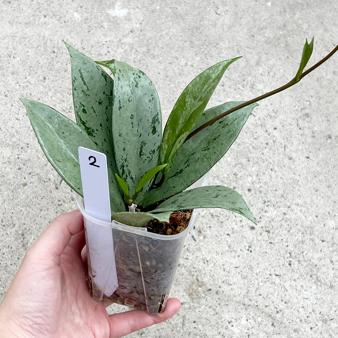 【現品販売】ホヤ プビカリクス シルバーゴースト Hoya Pubicalyx silver ghost 希少 レア ねこチップ 2