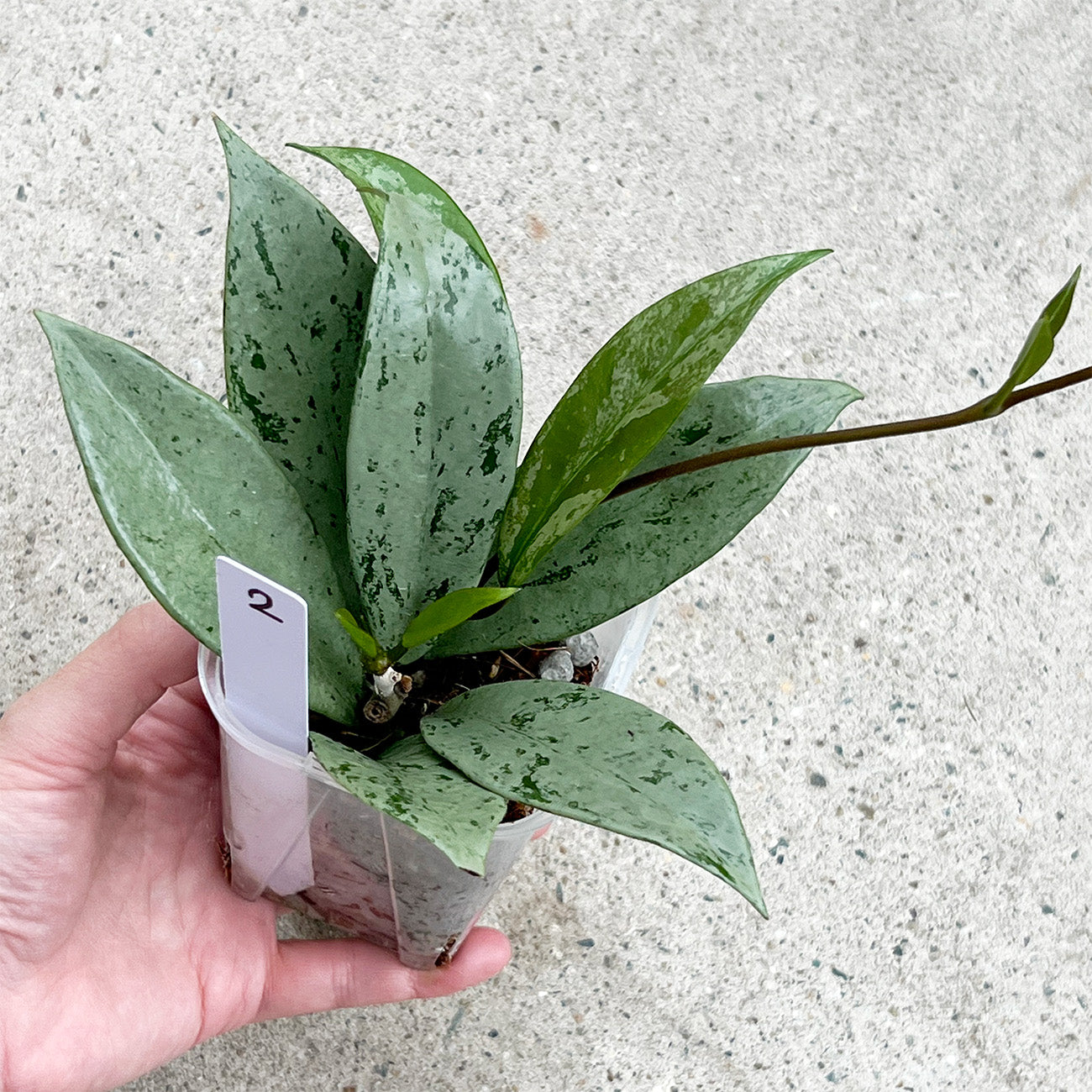 【現品販売】ホヤ プビカリクス シルバーゴースト Hoya Pubicalyx silver ghost 希少 レア ねこチップ 2