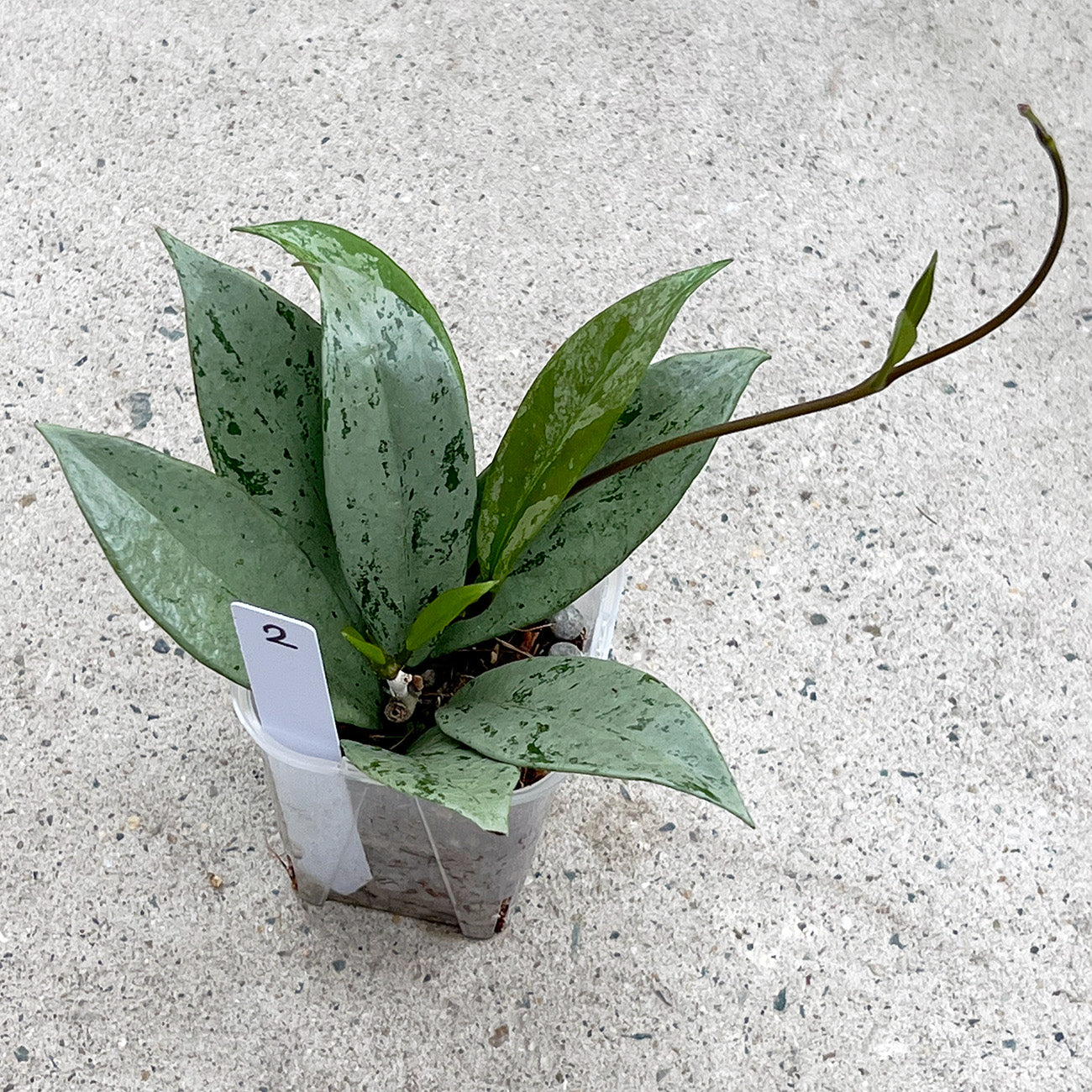 【現品販売】ホヤ プビカリクス シルバーゴースト Hoya Pubicalyx silver ghost 希少 レア ねこチップ 2