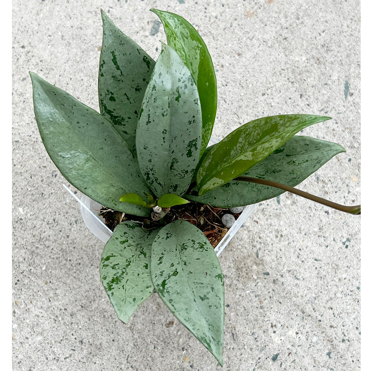 【現品販売】ホヤ プビカリクス シルバーゴースト Hoya Pubicalyx silver ghost 希少 レア ねこチップ 2