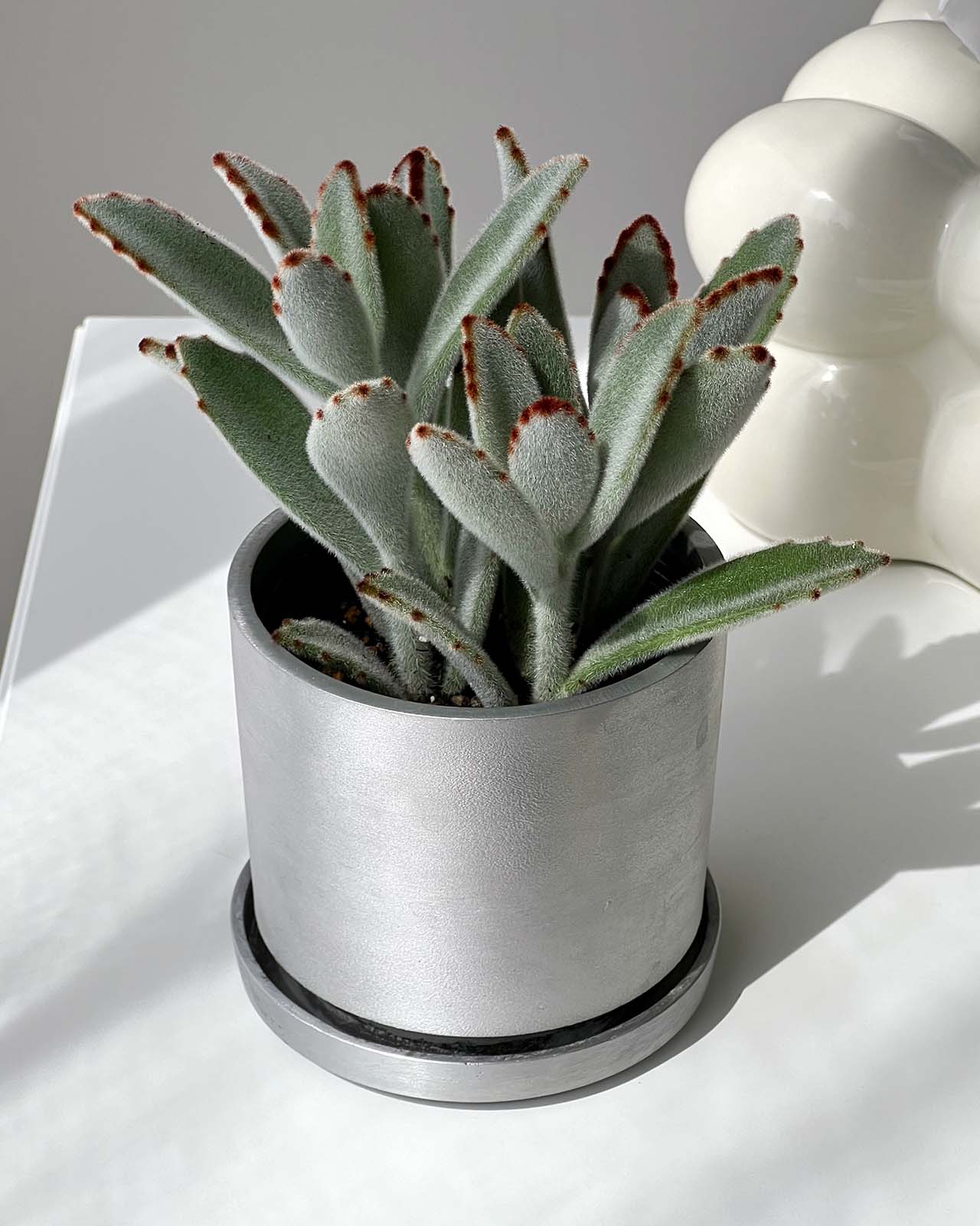 鉢 受け皿 アルミ 2.5〜3号 SOLID POT 85